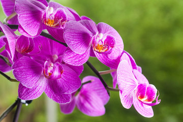 Naklejka na ściany i meble Purple Violet orchids in tropical garden on green background