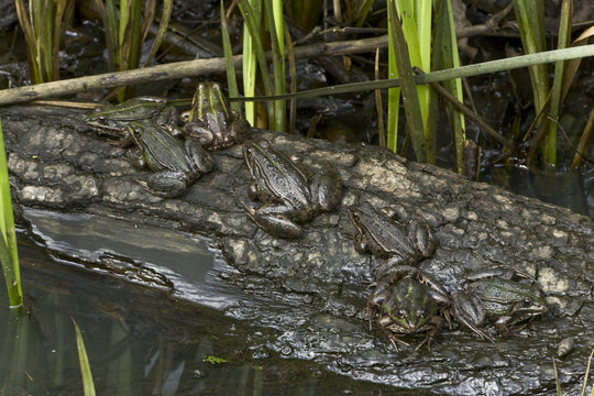 Common european frogs (Pelophylax kl. esculentus) the hybrid of the Pool frog (Pelophylax lessonae) and the Marsh frog (Pelophylax ridibundus) on tree trunk submersed in water, near Mužilovcica village, Lonjsko Polje Nature Park, Ramsar Site, Sisack-Mosla
