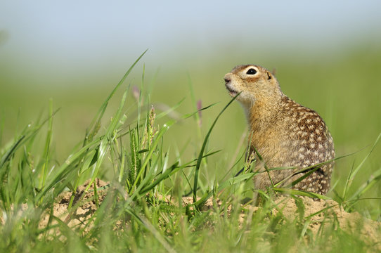 Spotted souslik (Spermophilus suslicus) by hole, Werbkowice, Zamosc, Poland, May 2009