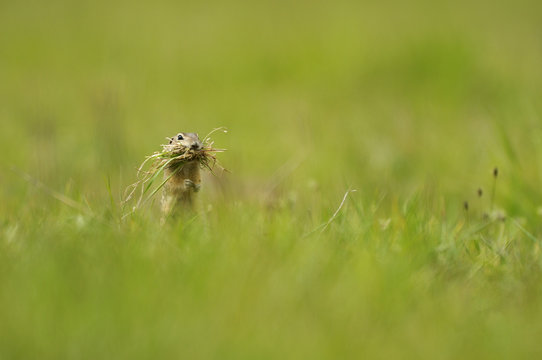 Spotted souslik (Spermophilus suslicus) carrying grass in mouth, Werbkowice, Zamosc, Poland, May 2009