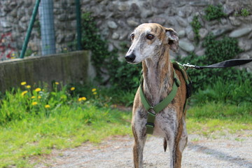 Galgo in posa