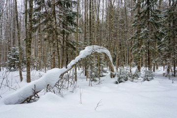 Long thin birch covered with snow.