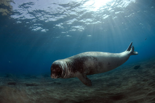 Male Monk seal (Monachus monachus) Deserta Grande, Desertas Islands, Madeira, Portugal, August 2009, Critically endangered species