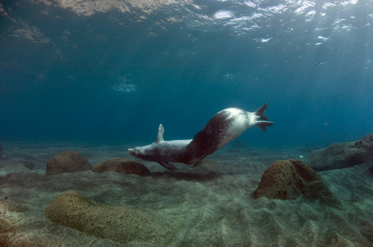 Mediterranean Monk seal (Monachus monachus) pair mating, Deserta Grande, Desertas Islands, Madeira, Portugal, August 2009, Critically endangered species