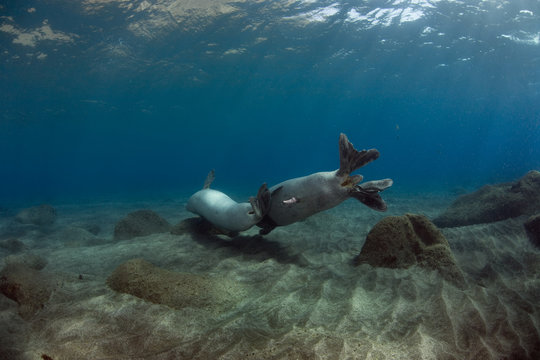 Mediterranean Monk seal (Monachus monachus) pair mating, Deserta Grande, Desertas Islands, Madeira, Portugal, August 2009, Critically endangered species