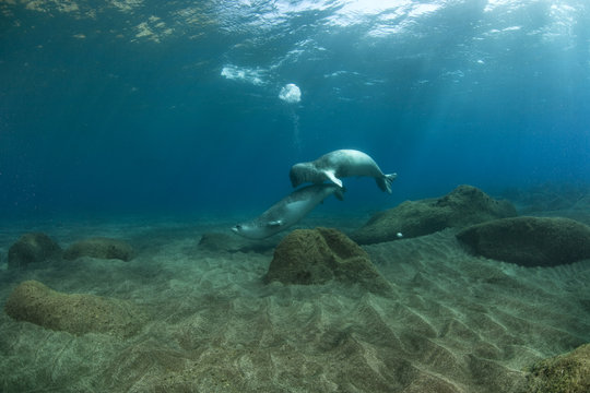 Mediterranean Monk seal (Monachus monachus) pair mating, Deserta Grande, Desertas Islands, Madeira, Portugal, August 2009, Critically endangered species