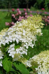 Hydrangea macrophylla - Beautiful bush of hydrangea flowers in a garden
