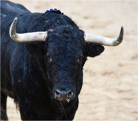 bull