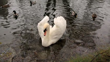 Swan swimming in the lake. Slovakia