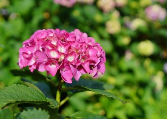 Hydrangea macrophylla - Beautiful bush of hydrangea flowers in a garden

