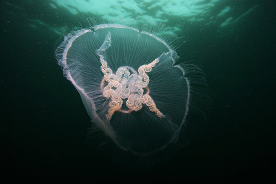 Jellyfish, Mull, Scotland, June 2009