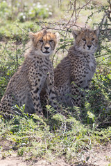Two Cheetah Cubs