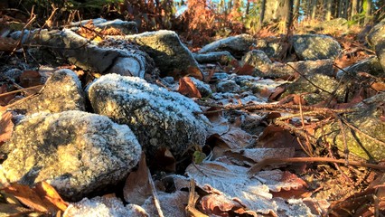 Late autumn morning in the woods with a layer of snow and frost. Slovakia