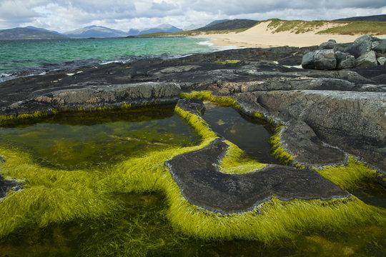 Algae growing in a pool on a rock, Scarista Beach, Sound of Taransay, South Harris, Outer Hebrides, Scotland, UK, June 2009