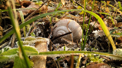 Naklejka na ściany i meble Snail shell in frozen grass during winter. Slovkaia