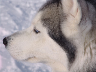 mammal, fur, nature, pet, husky, winter, white, blue, animal, dog, beautiful, breed, snow, wild, color, background, face, cute, canine, friend, move, friendship, fun, image, domestic, natives, nose, p
