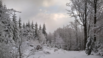 Fototapeta premium Nature covered by snow during misty winter day. Slovakia
