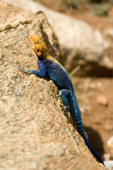 wild animals of Africa