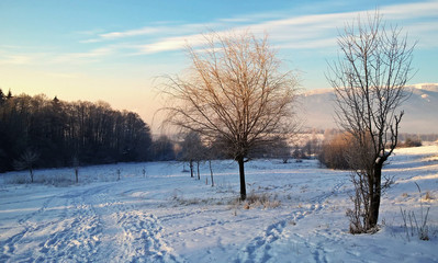 Nature covered in snow during deep winter. Slovakia