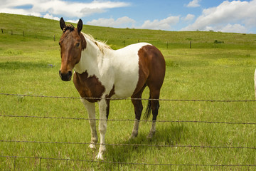 Obraz premium Horse on the Range