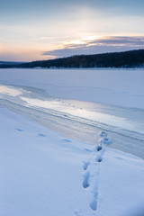 animal tracks in the winter snow