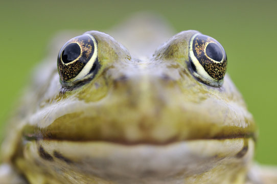 European edible frog (Rana Esculenta) close-up, Prypiat area, Belarus, June 2009
