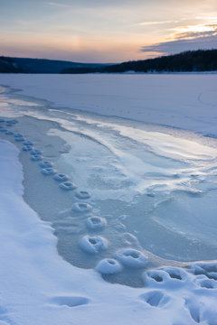 animal tracks in the winter snow
