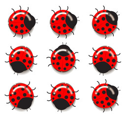 Fototapeta premium Ladybug icon. Flat design. Vector illustration.