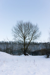 winter forest studded snow