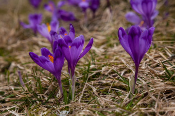 lot of purple crocus flowers in spring