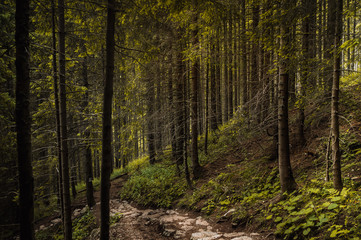 Obraz premium A pathway in thick forest