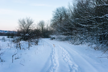 animal tracks in the winter snow