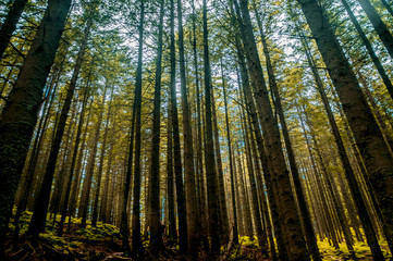 Looking up at tall trees in forest