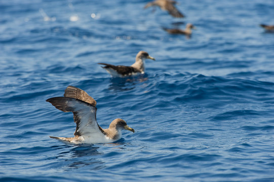 Cory's shearwater (Calonectris diomedea) stretching wings on water, Canary Islands, May 2009
