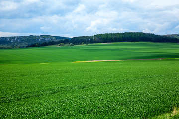 Agricultural rural background. Panoramic view to spring landscape with a field of green winter wheat seedlings