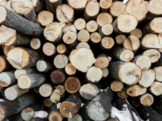 Ash Tree Woodpile #1