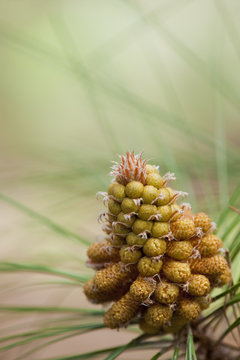Close-up of Canary pine (Pinus canariensis) cone, Caldera de Taburiente National Park, La Palma, Canary Islands, Spain, March 2009