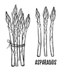 Hand drawn vector illustrations - asparagus collection. Design elements in sketch style. Perfect for posters, packing, restourant menu, brochures, flyers - obrazy, fototapety, plakaty