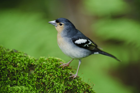 Male Chaffinch (Fringilla coelebs) on moss covered rock, Los Tilos National Park, La Palma, Canary Islands, Spain, March 2009