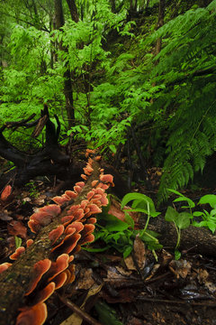 Laurisilva forest floor, with fungi growing on fallen tree, Tilos Natural Park, La Palma, Canary Islands, Spain, March 2009