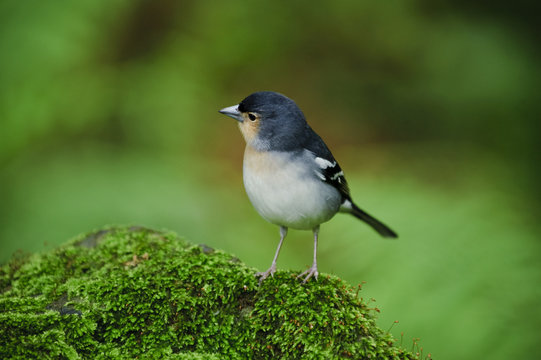 Male Chaffinch (Fringilla coelebs) on moss covered rock, Los Tilos National Park, La Palma, Canary Islands, Spain, March 2009