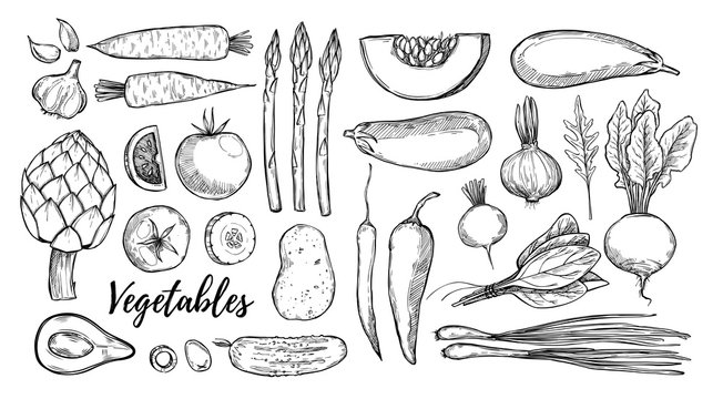 Hand drawn vector illustrations - collection of vegetables (carrots, potatoes, garlic, tomatoes, asparagus, artichoke, pumpkin, spinach). Design elements in sketch style. Perfect for posters