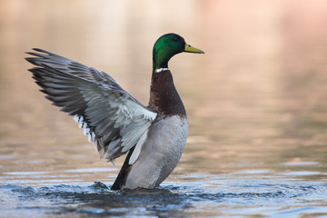 Mallard, Duck, Anas platyrhynchos