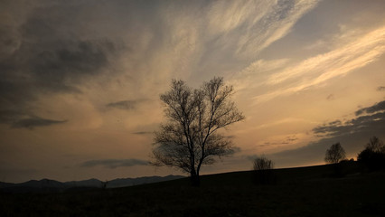 Tree under the sunset. Slovakia