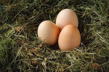Fresh eggs