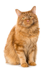 Maine Coon