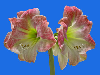 Apple Blossom Amaryllis