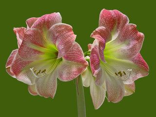 Apple Blossom Amaryllis