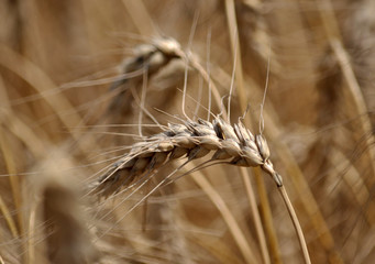 In the field of ripe wheat ears close-up