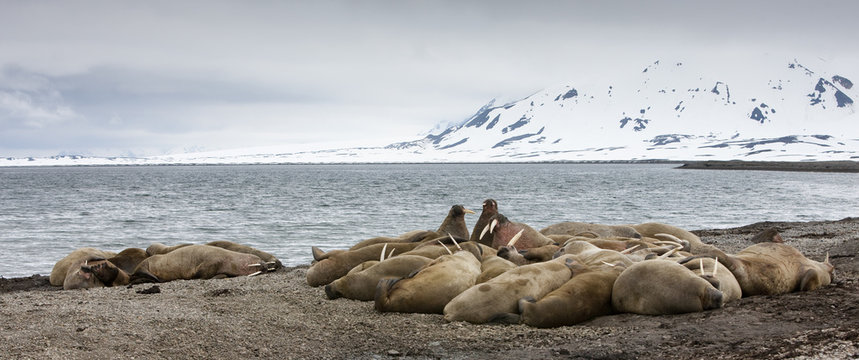 Walrus (Odobenus rosmarus) colony, Richardlagunen, Forlandet National Park, Prins Karls Forland, Svalbard, Norway, June 2009